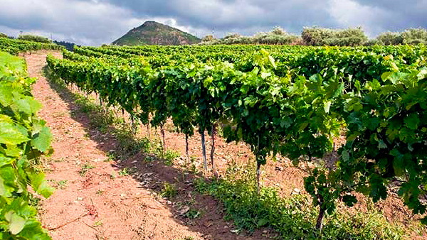 Фото 3 - Выращивание винограда и производство вина