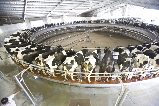 Фото - Строительство фермы на 1200 дойных коров
