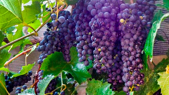 Фото 4 - Выращивание винограда и производство вина
