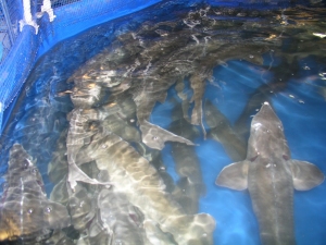 Фото - Инвестиционный проект создания осетровой фермы с цехом переработки различных видов рыбы