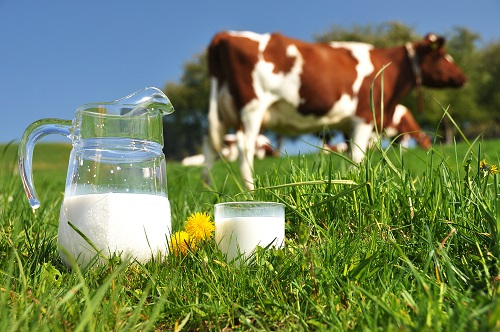 Фото - Молочное животноводство