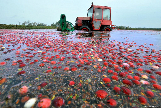 Фото 2 - Промышленное выращивание клюквы