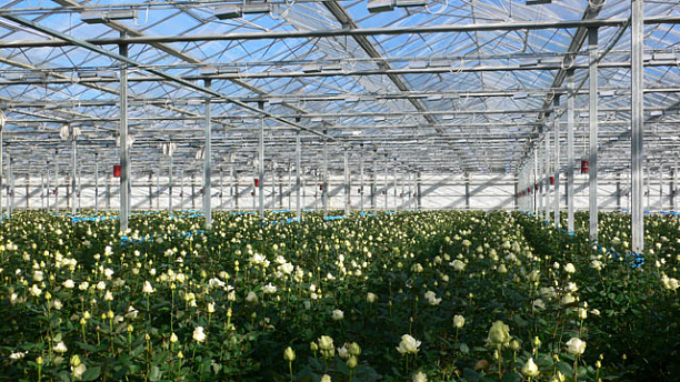 Фото 4 - Строительство тепличного комплекса по выращиванию роз площадью 3,4 Га