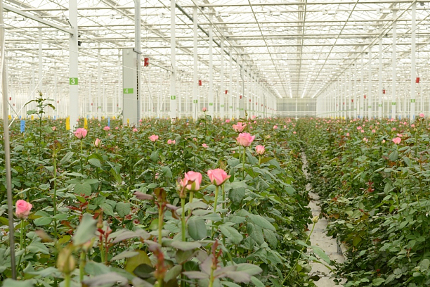 Фото 1 - Строительство тепличного комплекса по выращиванию роз площадью 3,4 Га