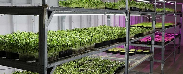 Фото 1 - Развитие ситифермы по производству микрозелени и проростков.