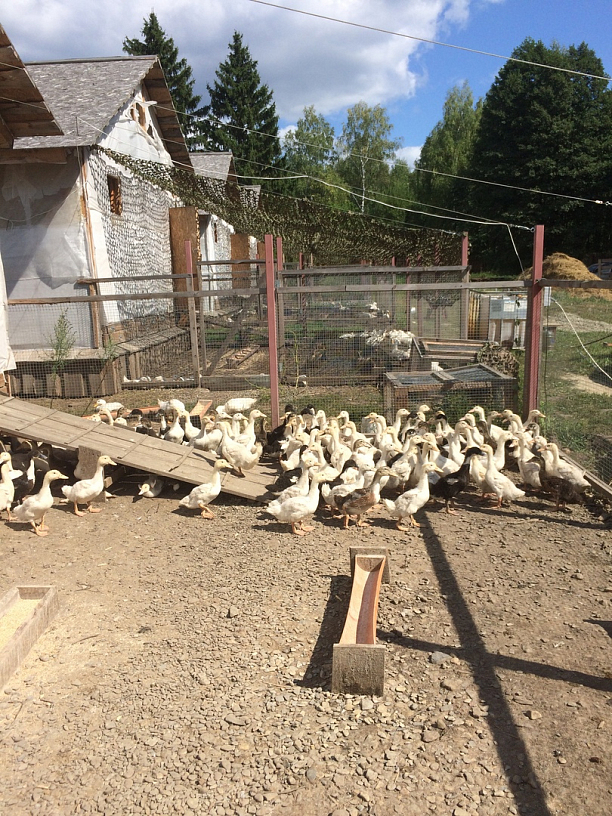 Фото 3 - Создание фермы по выращиванию мяса утки