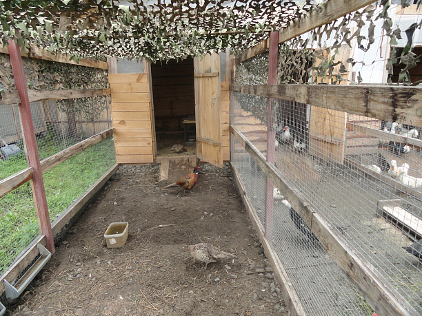 Фото 4 - Создание фермы по выращиванию мяса утки