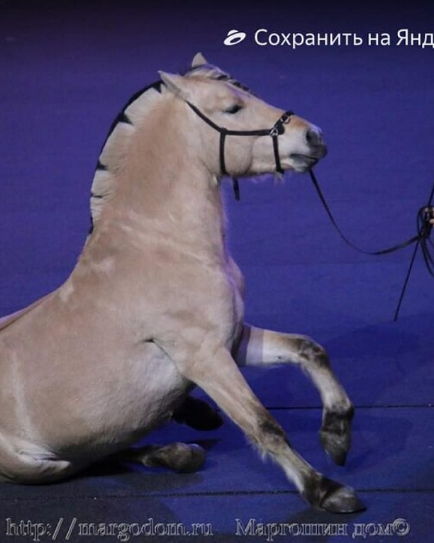 Фото 2 - Грандиозное конное шоу не имеющее аналогов в России