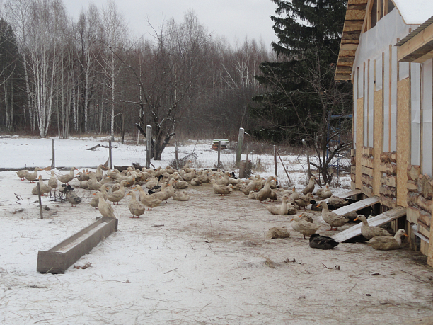 Фото 2 - Создание фермы по выращиванию мяса утки