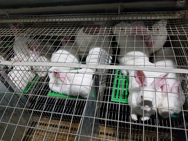 Фото 8 - Продается действующая кролиководческая ферма