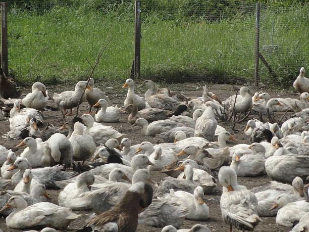 Фото 1 - Создание фермы по выращиванию мяса утки